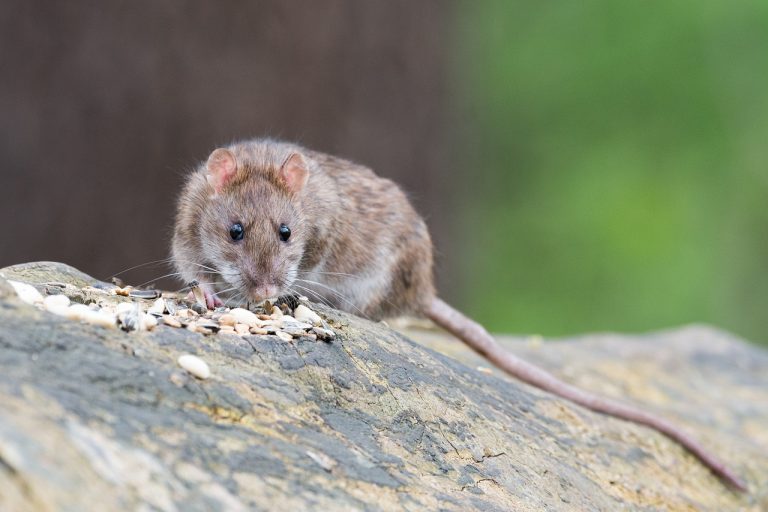 Zwalczanie Szczurów: Skuteczne Strategie na Rzecz Zdrowego i Bezpiecznego Otoczenia