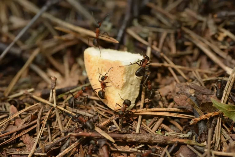 Bez mrówek faraonów - skuteczne usuwanie mrówek